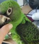 Parrot Provides Tech Support