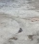 Playful Rat Chases Its Tail
