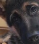 German Shepherd puppy adorably reacts to magic word
