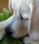 Labrador refuses to share tasty lettuce