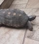 Red-Footed Tortoise Rides Ramp for Fun