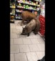 Pigs Peruse Grocery Store Goods