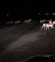 Herd of Antelope Migrate Across Interstate