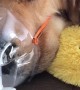 Dog Wears Breathing Mask to Help His Cough