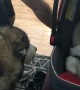 Alaskan Malamute can\'t hold back excitement while meeting baby sister