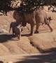 Elephant Knocks Baby Elephant Over