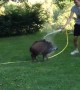 Boar Chases After Human with Hose