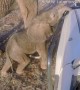 Baby Elephant Investigates Landcruiser