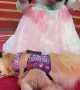 Service Dog Meets Minnie