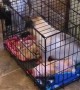 Pug Caught Locking Brother in Crate