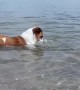 Dog Braves Surprise Attack from Crab