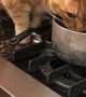 Cat Eats Soup on the Stove