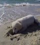 Dog is furious with the ocean after it fills his newly dug hole