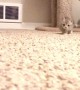 Seriously Cute Kitten Stalks Camera