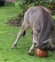 Buffalo Having a Ball
