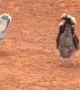 Pair of Pigeons Perform in Unison