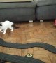 Slot Car Drives Cat Silly