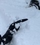 Dog Leaps into Unexpectedly Deep Snow