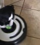 Bean Rides a Roomba
