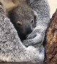 Koala born at Zoo Miami named ‘Hope’ in honor of Australian wildfire victims