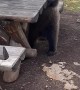 Bear Boogies on Park Bench