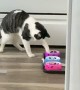 Kitty Eats Like a Raccoon