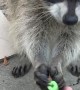 Raccoon is Serious about Cereal