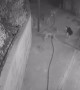Kitty Scares Off Coyote Pack