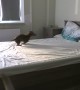 Puppy totally loses it after being allowed to play on bed