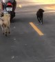 Street Dogs Love Man on Scooter
