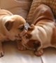 English Bulldog puppies have the cutest playtime \