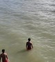Dolphin Zooms by Beach Swimmers