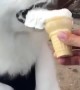 It\'s ice cream time for this adorable samoyed puppy