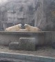 Couple of Kissing Polar Bears