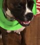 Boxer Gets Head Stuck in Child's Toilet Seat