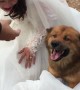 Dog Really Loves the Wedding Dress
