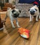 Two Pugs and a Fish