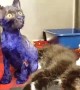 Kitten Was Dyed Purple And Thrown As Bait To Fighting Dogs