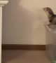 Fearless Ferret Faceplants