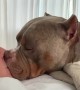 American Bully and owner have next level bromance
