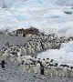 Time Lapse of Penguin Traffic