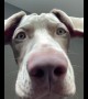 Hilarious Weimaraner is ready for your video call