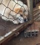 Pup Pulls the Pin on Being Penned