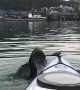 Sea Otter Playing with a Kayaker