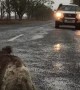Thirsty Koala Drinks Rainwater off Road