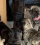 Pack of Pugs Wait Their Turn