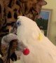 Cat Climbs onto Perturbed Parrot's House