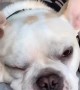 French Bulldog provides your daily dose of adorable