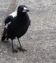Singing Magpie Makes Sweet Sounds