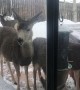 Deer Take Over the Bird feeder in the Back Yard
